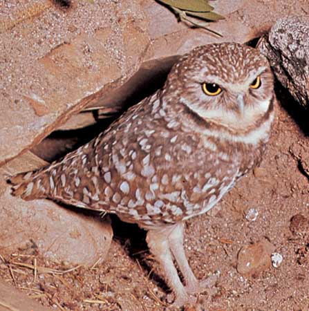 Burrowing Owl Facts. The urrowing owl can be found