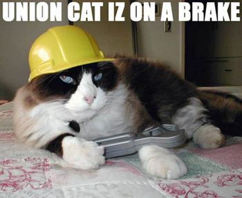 Union-cat-is-on-a-break