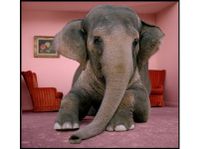 Elephant_in_room