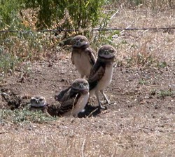 Burrowowl