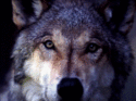 Wolf1