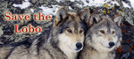 Wolf_pair_3