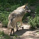 Greywolf