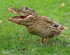 Alligatorduck