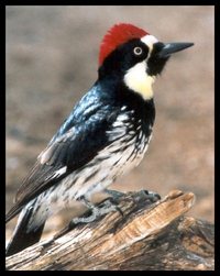 Acornpecker