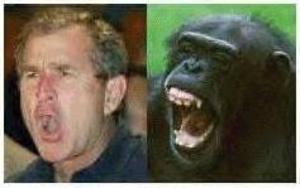 Bushmonkey1 Bushmonkey1