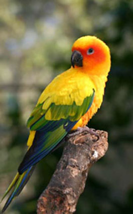 Conure1