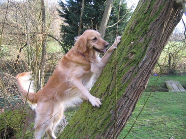 Dogclimb