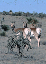 Pronghorn_1 Pronghorn_1