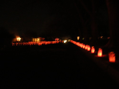 Lining a street along a park